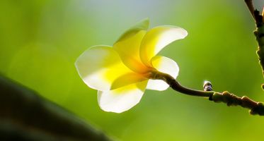 plumeria-3574256_1920