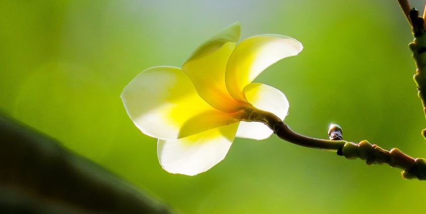 plumeria-3574256_1920