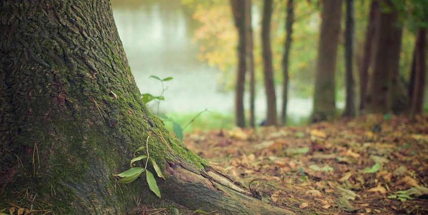 algemeen website.PNG