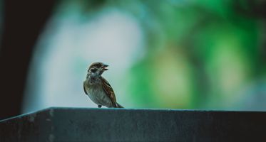 BLOG LEIDINGGEVENDEN.jpg