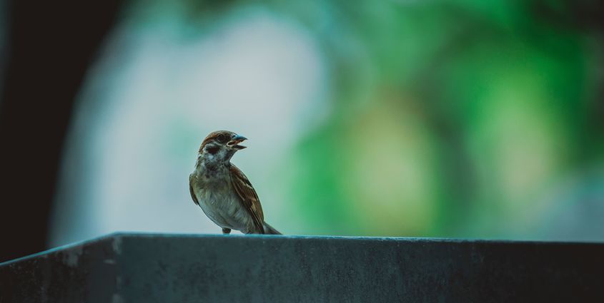 BLOG LEIDINGGEVENDEN.jpg