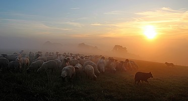 flock-of-sheep-2252296_1920